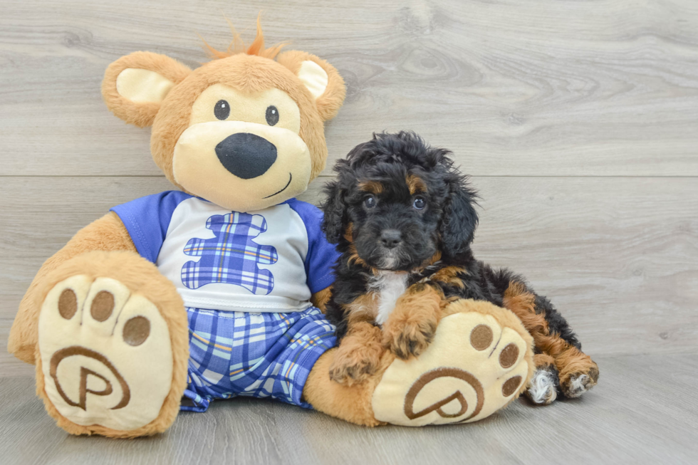 Adorable Cavalier King Charles Spaniel and Poodle Mix Poodle Mix Puppy