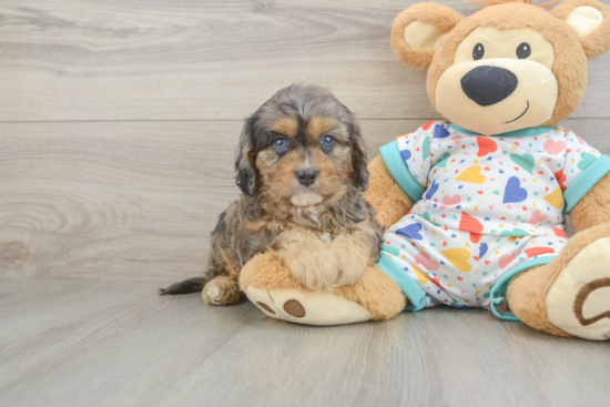 Cavapoo Puppy for Adoption