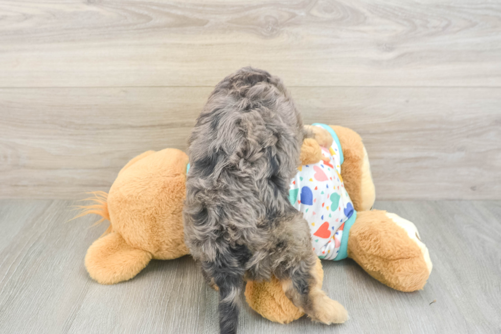 Friendly Cavapoo Baby