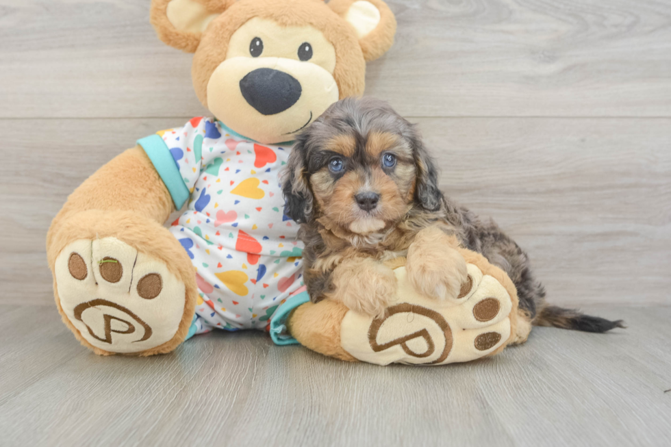 Happy Cavapoo Baby