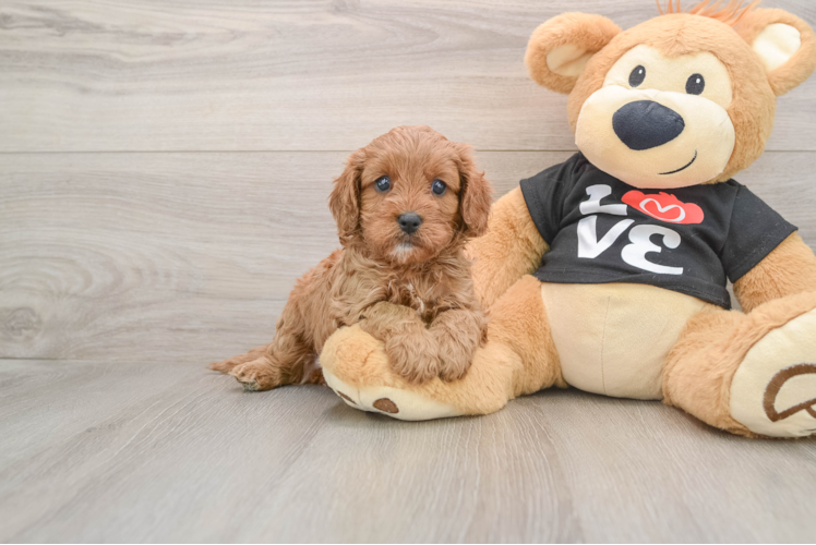 Little Cavipoo Poodle Mix Puppy