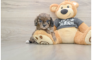 Little Cavipoo Poodle Mix Puppy
