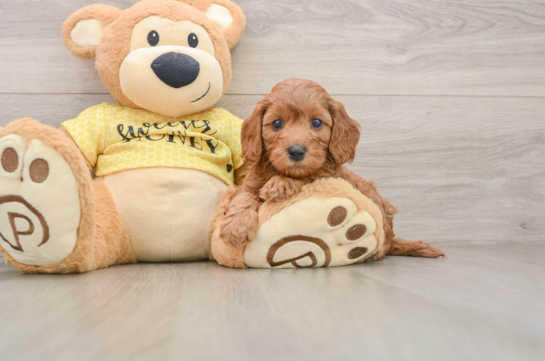 JENNY, a Cavapoo littermate