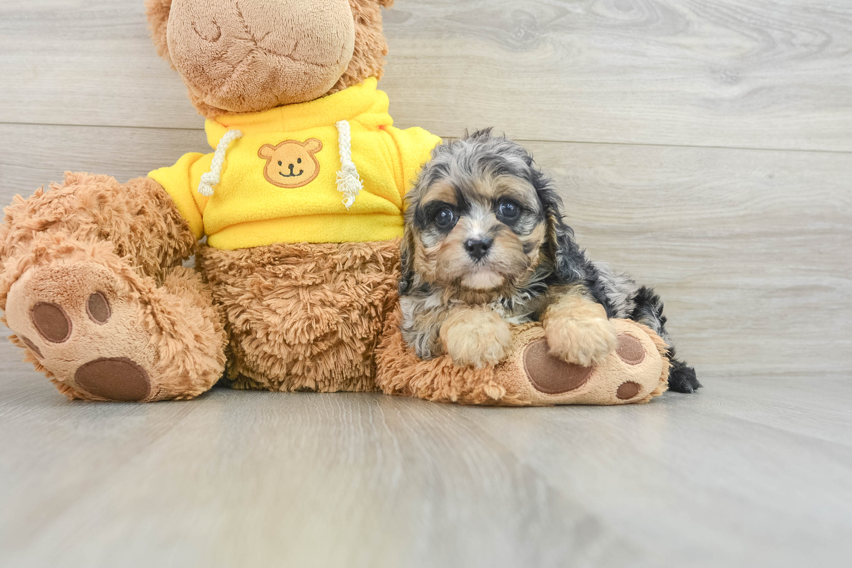 Best Cavapoo Baby