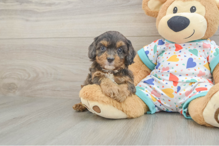 Small Cavapoo Baby