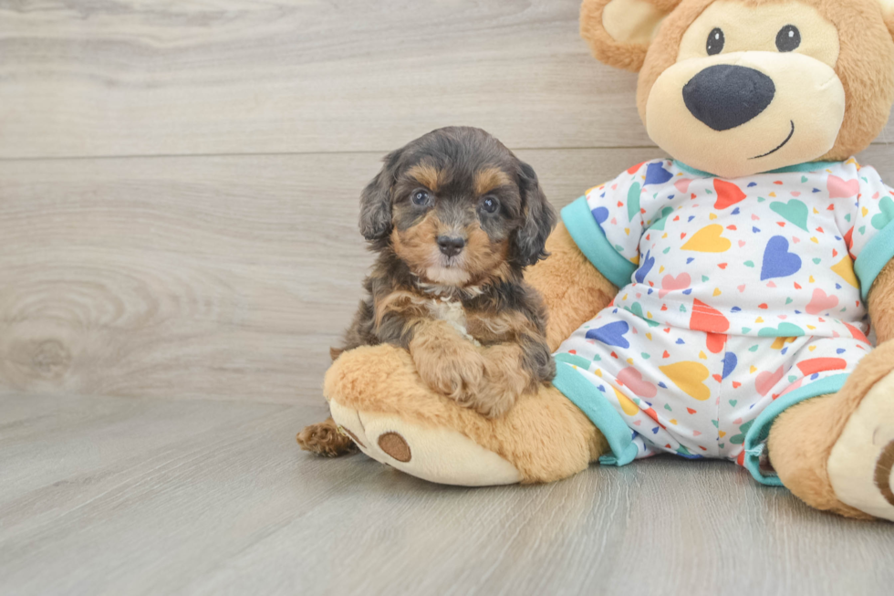 Small Cavapoo Baby