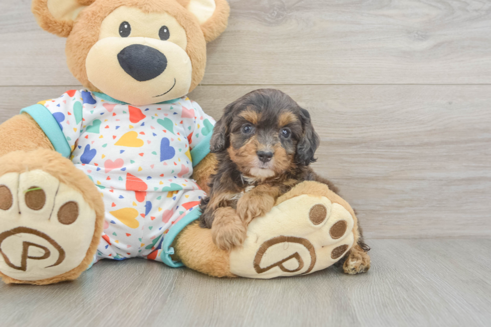 Best Cavapoo Baby