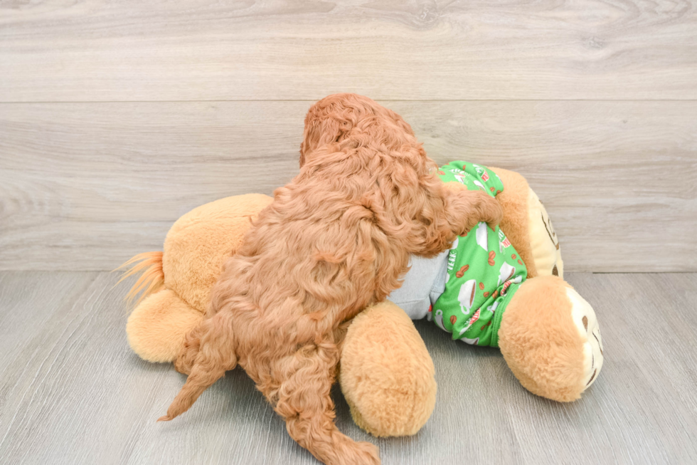 Cavapoo Puppy for Adoption