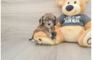 Smart Cavapoo Poodle Mix Pup