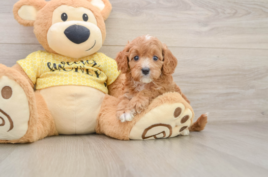 JESSICA, a Cavapoo littermate