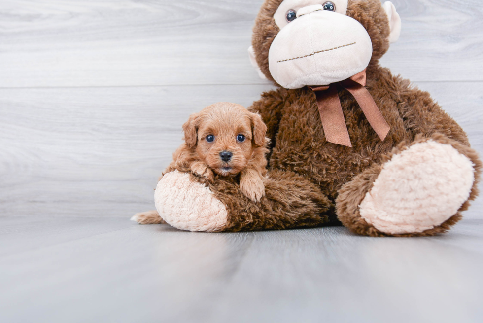 Popular Cavapoo Poodle Mix Pup