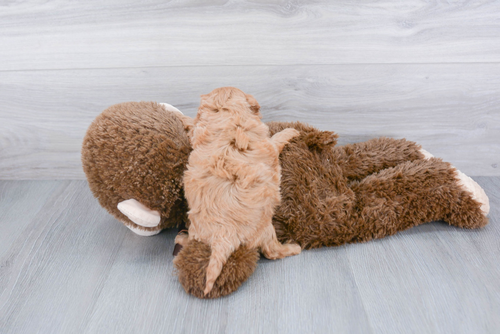 Smart Cavapoo Poodle Mix Pup