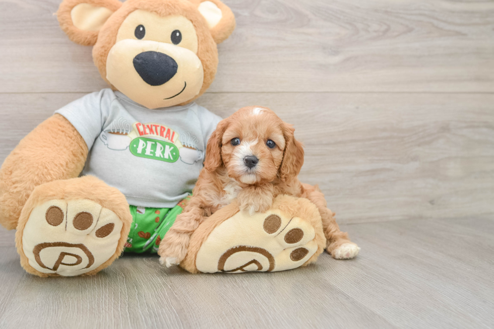 Popular Cavapoo Poodle Mix Pup