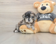 7 week old Cavapoo Puppy For Sale - Premier Pups