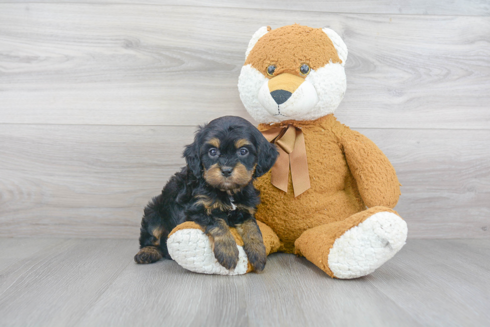 Best Cavapoo Baby