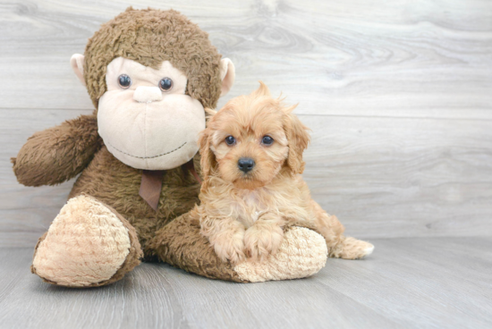 Cavapoo Puppy for Adoption