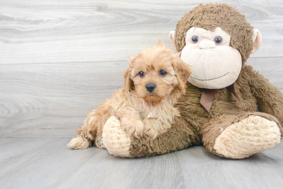 Best Cavapoo Baby
