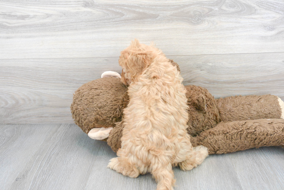 Funny Cavapoo Poodle Mix Pup