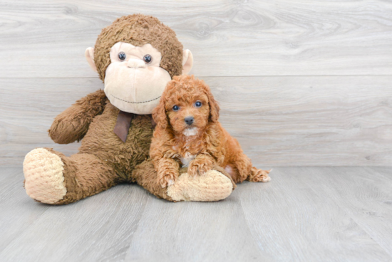 Hypoallergenic Cavoodle Poodle Mix Puppy