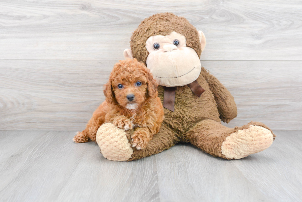 Fluffy Cavapoo Poodle Mix Pup