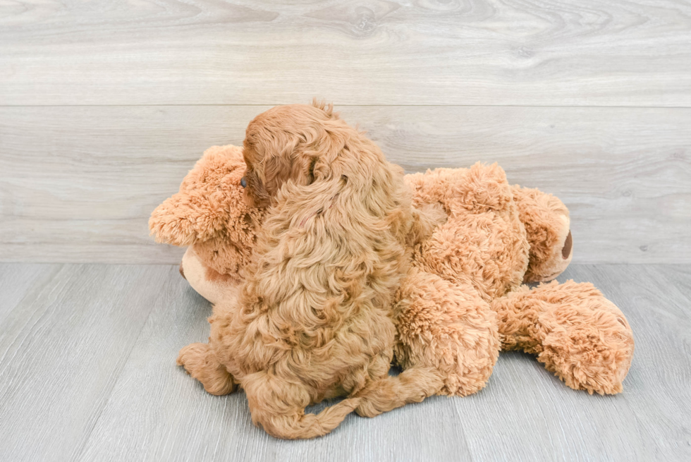 Cavapoo Pup Being Cute