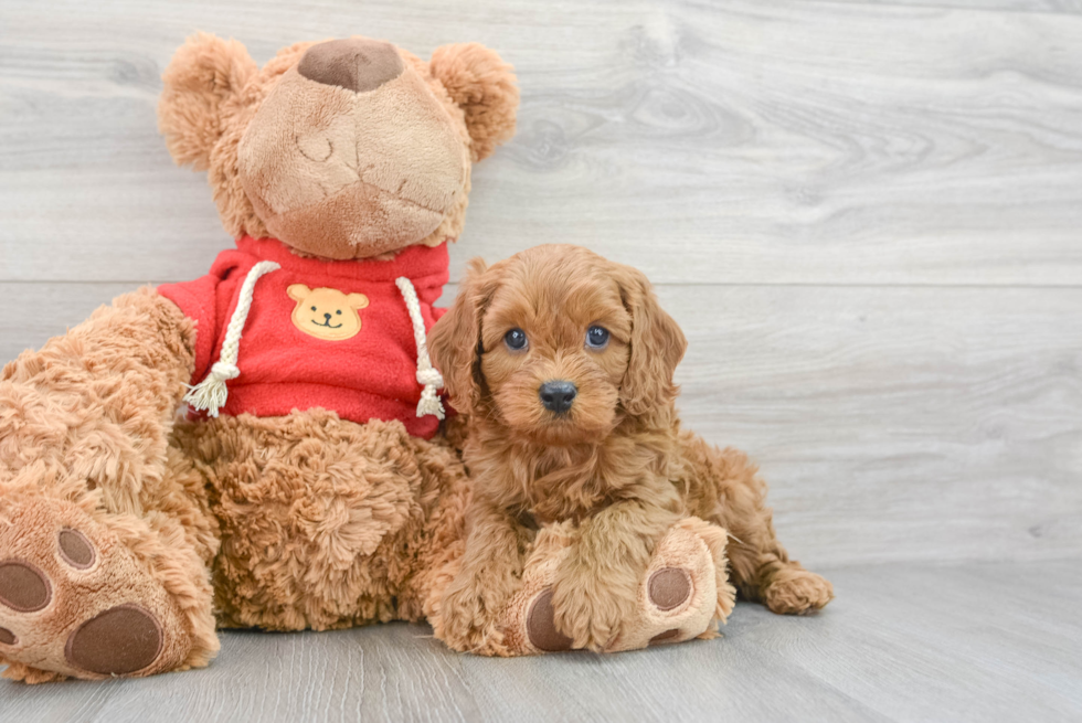 Fluffy Cavapoo Poodle Mix Pup