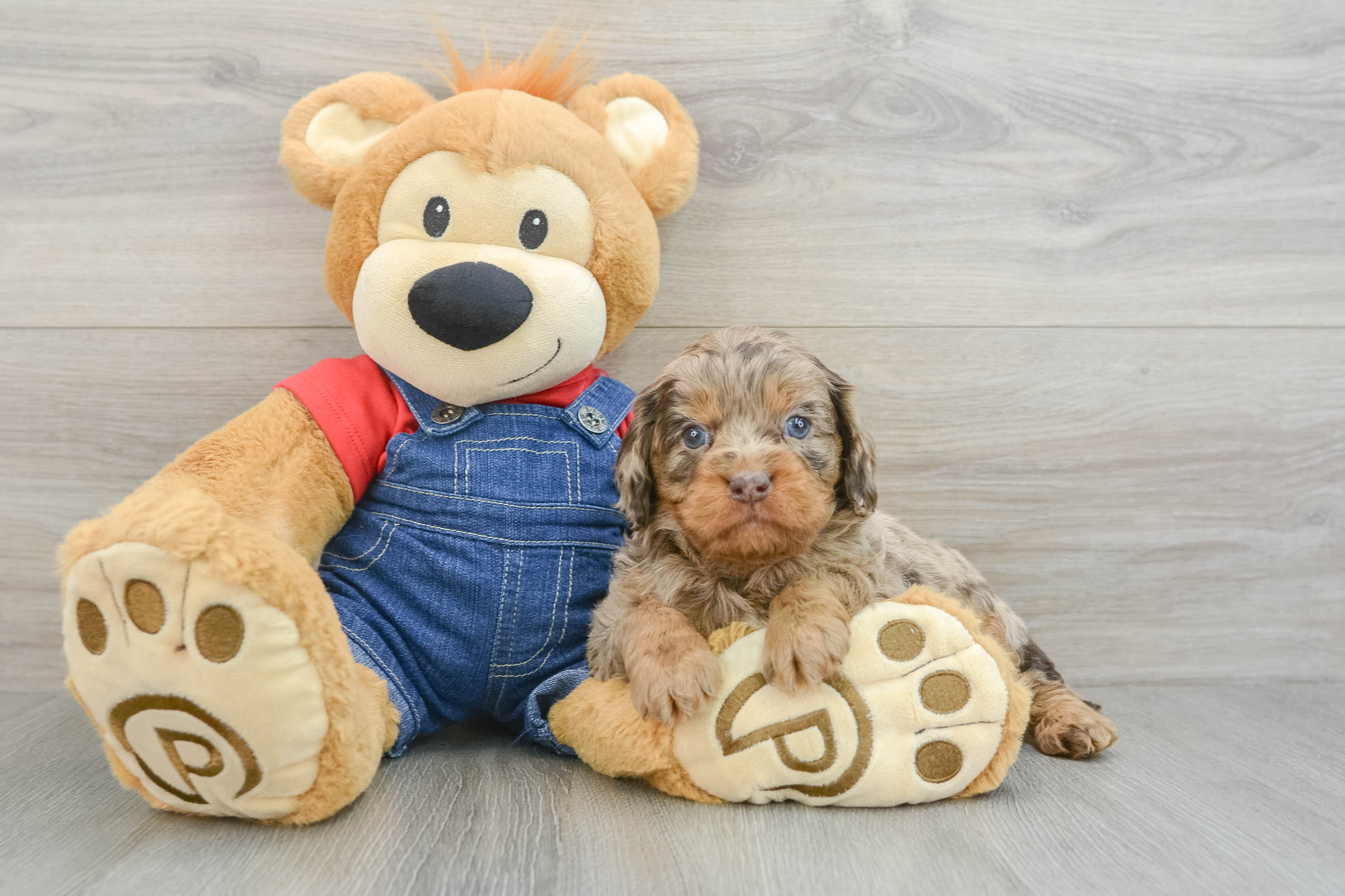 Little Cavipoo Poodle Mix Puppy