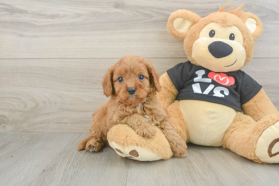 Happy Cavapoo Baby