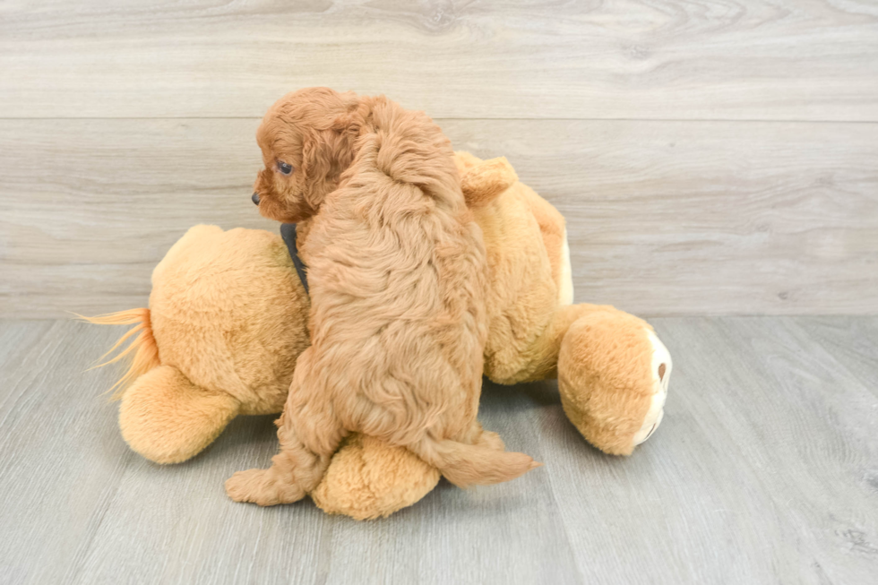 Fluffy Cavapoo Poodle Mix Pup