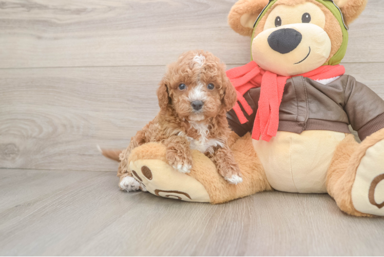 Cavapoo Puppy for Adoption