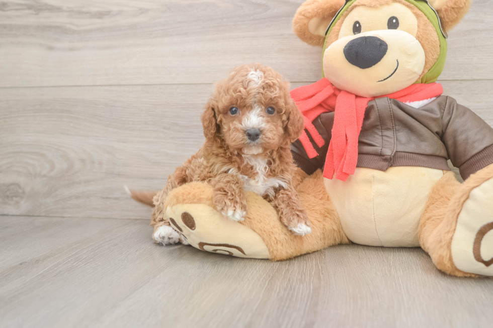 Cavapoo Puppy for Adoption