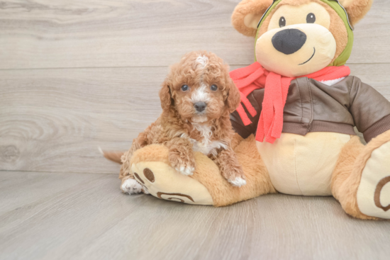 Cavapoo Puppy for Adoption