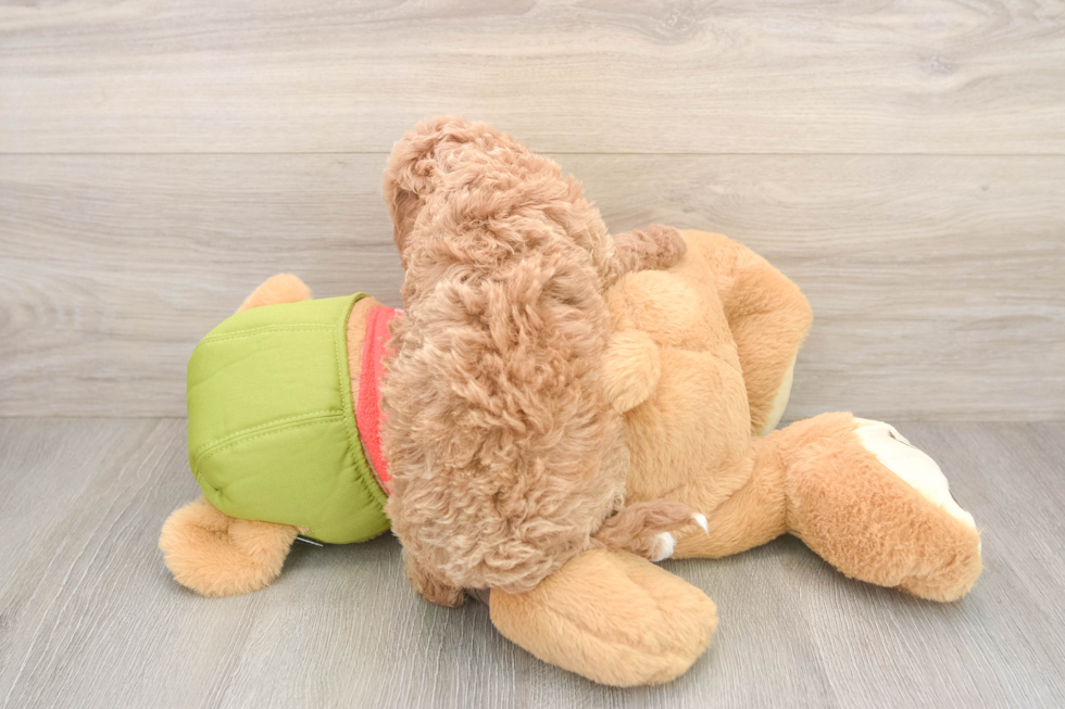 Popular Cavapoo Poodle Mix Pup