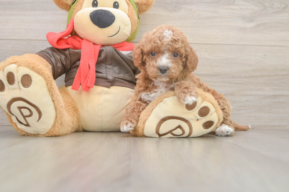 Cavapoo Pup Being Cute