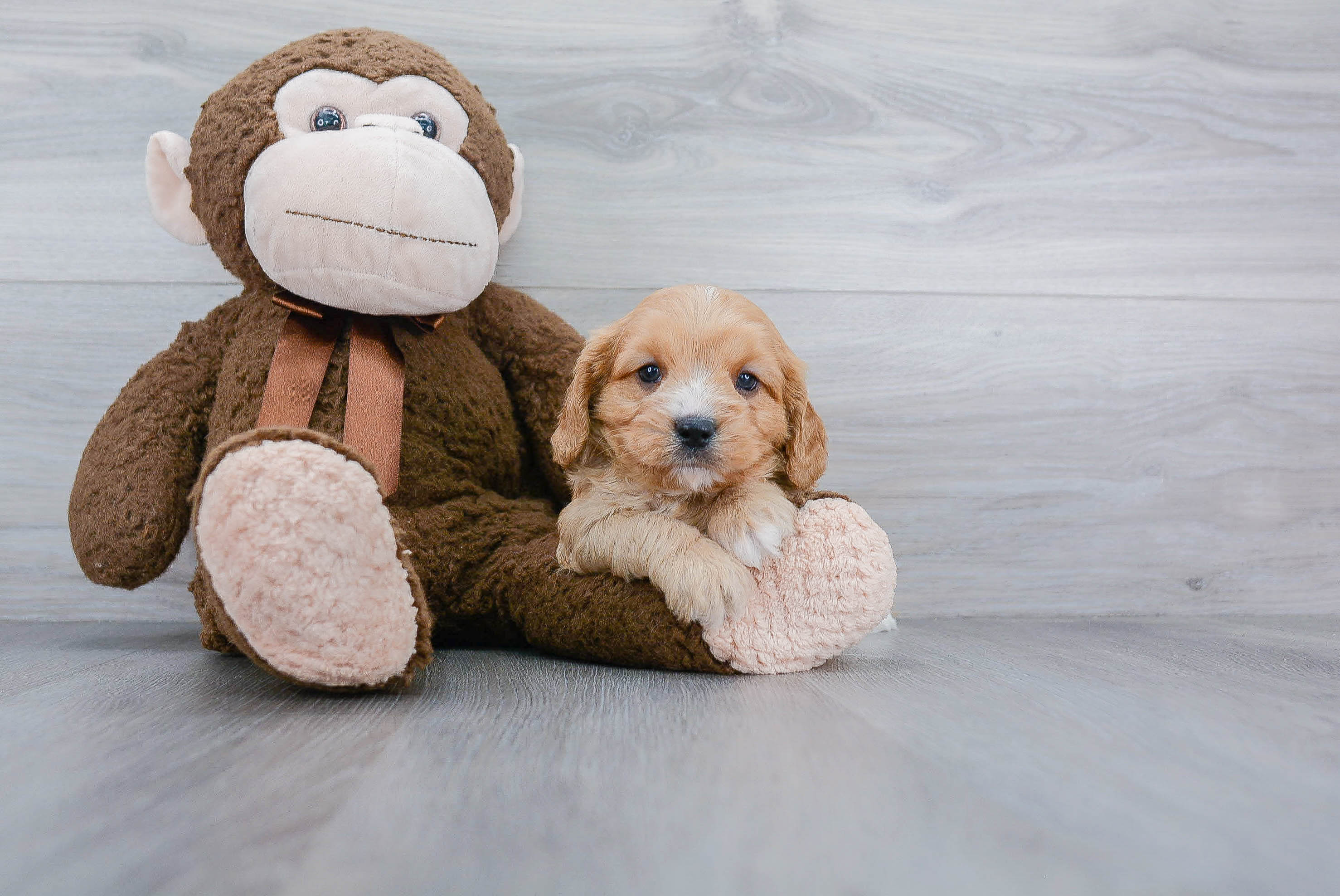 Cavapoo Puppy for Adoption
