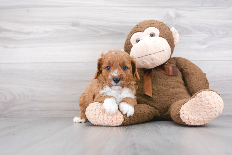 Happy Cavapoo Baby