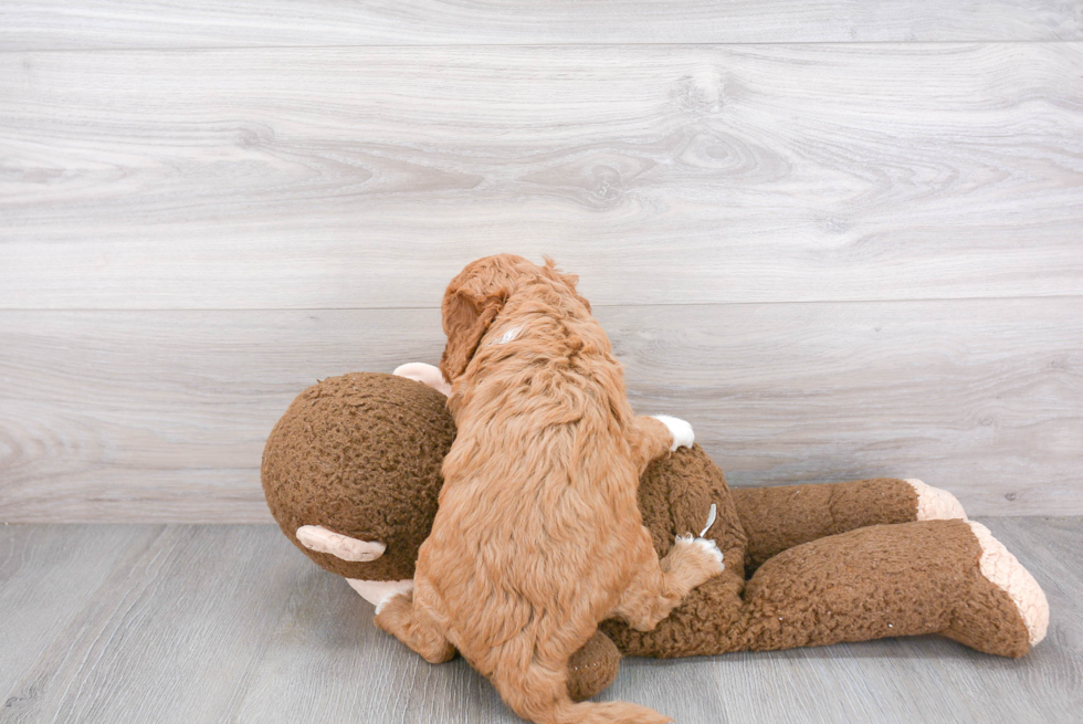 Popular Cavapoo Poodle Mix Pup