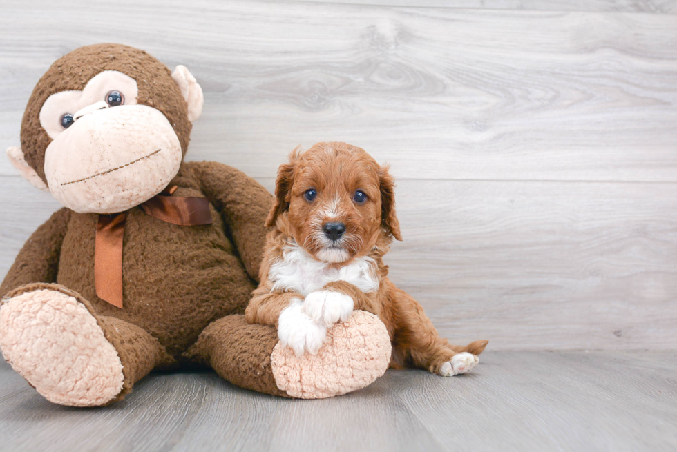 Adorable Cavoodle Poodle Mix Puppy