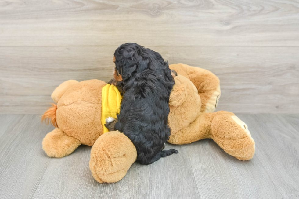 Cute Cavapoo Baby