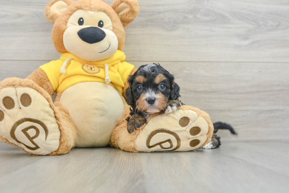 Petite Cavapoo Poodle Mix Pup