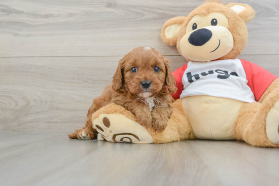 Fluffy Cavapoo Poodle Mix Pup