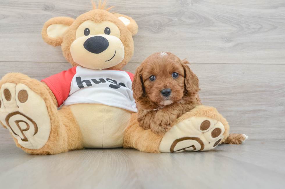 Best Cavapoo Baby