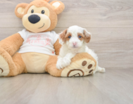 8 week old Cavapoo Puppy For Sale - Premier Pups