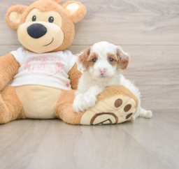 8 week old Cavapoo Puppy For Sale - Premier Pups