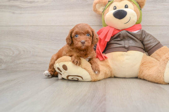 KAISER, a Cavapoo littermate