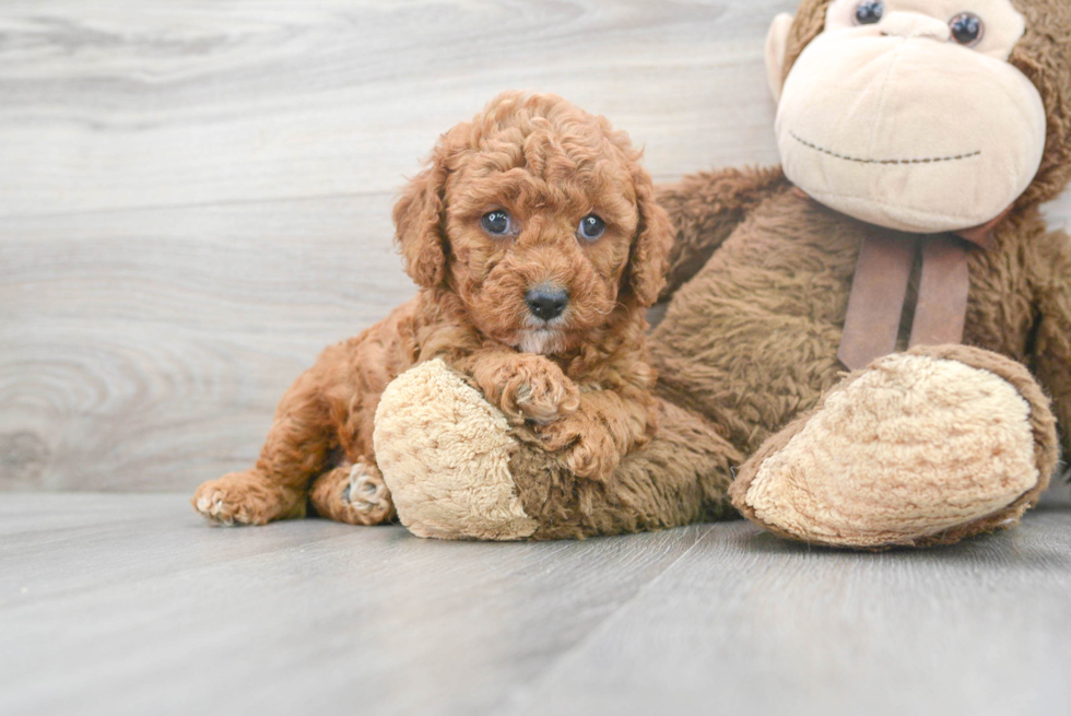Best Cavapoo Baby