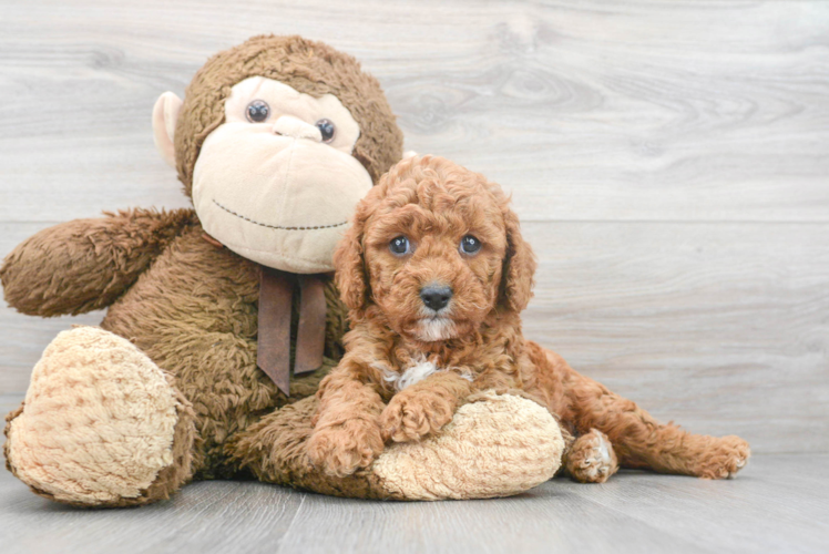 Cavapoo Pup Being Cute