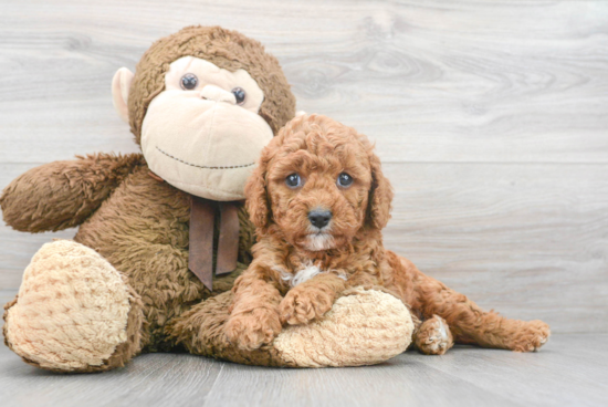 Cavapoo Pup Being Cute