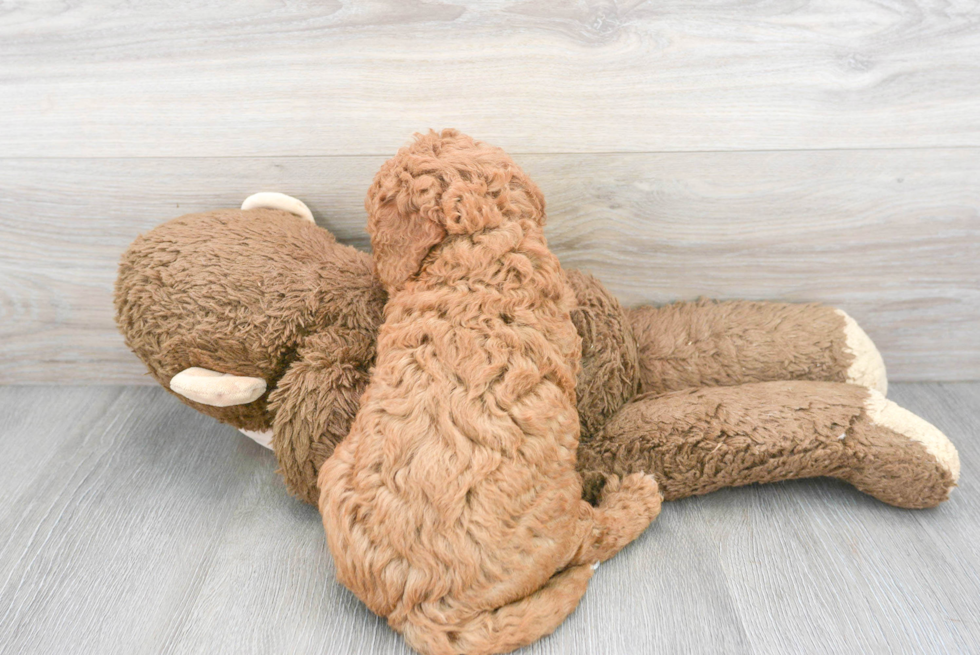 Cavapoo Puppy for Adoption