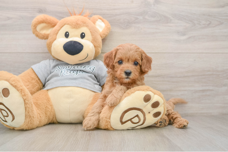 Cavapoo Pup Being Cute